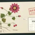 Wildz Casino NZ: Operator, Games and the 2026 Legal Picture